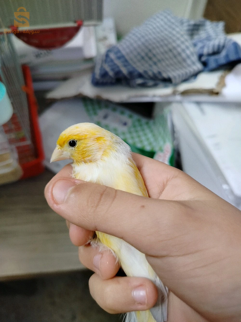 صطاوالي