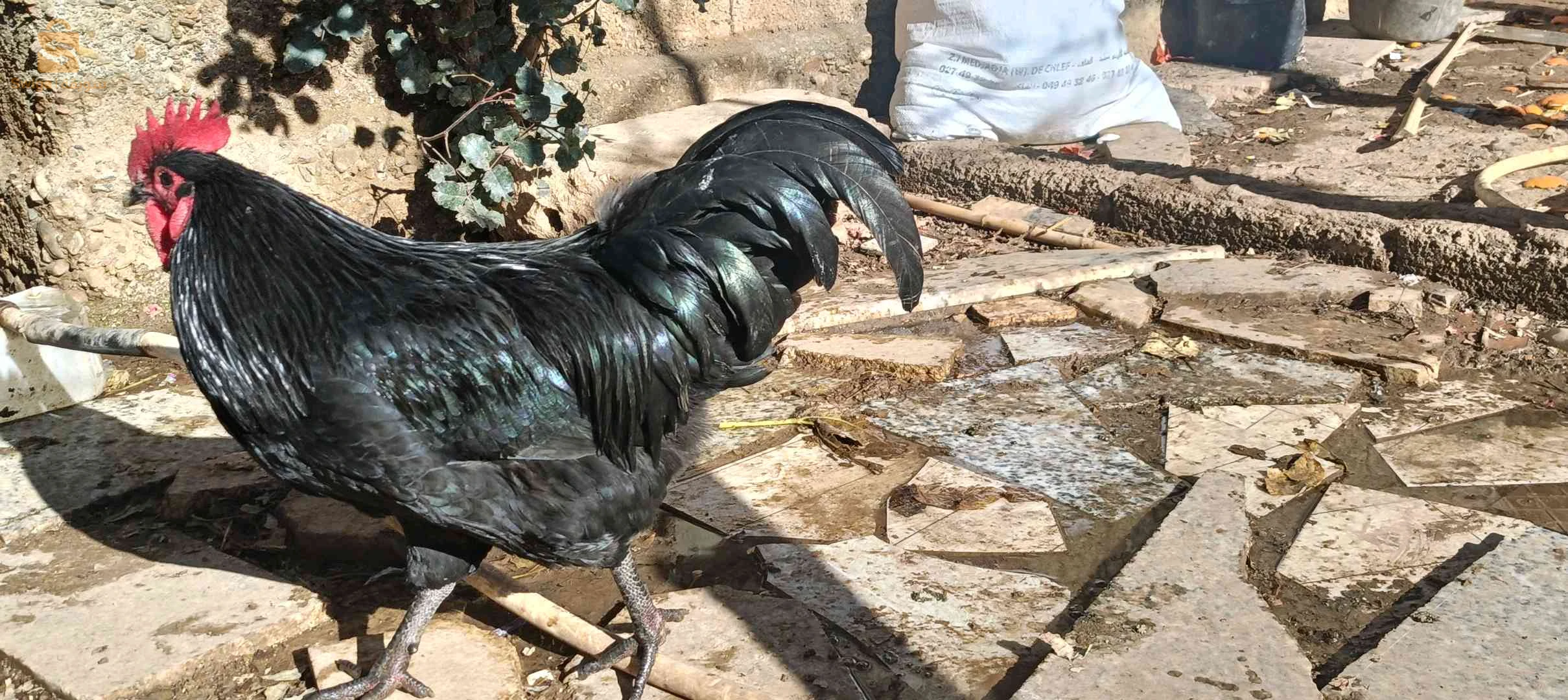 العبادية
