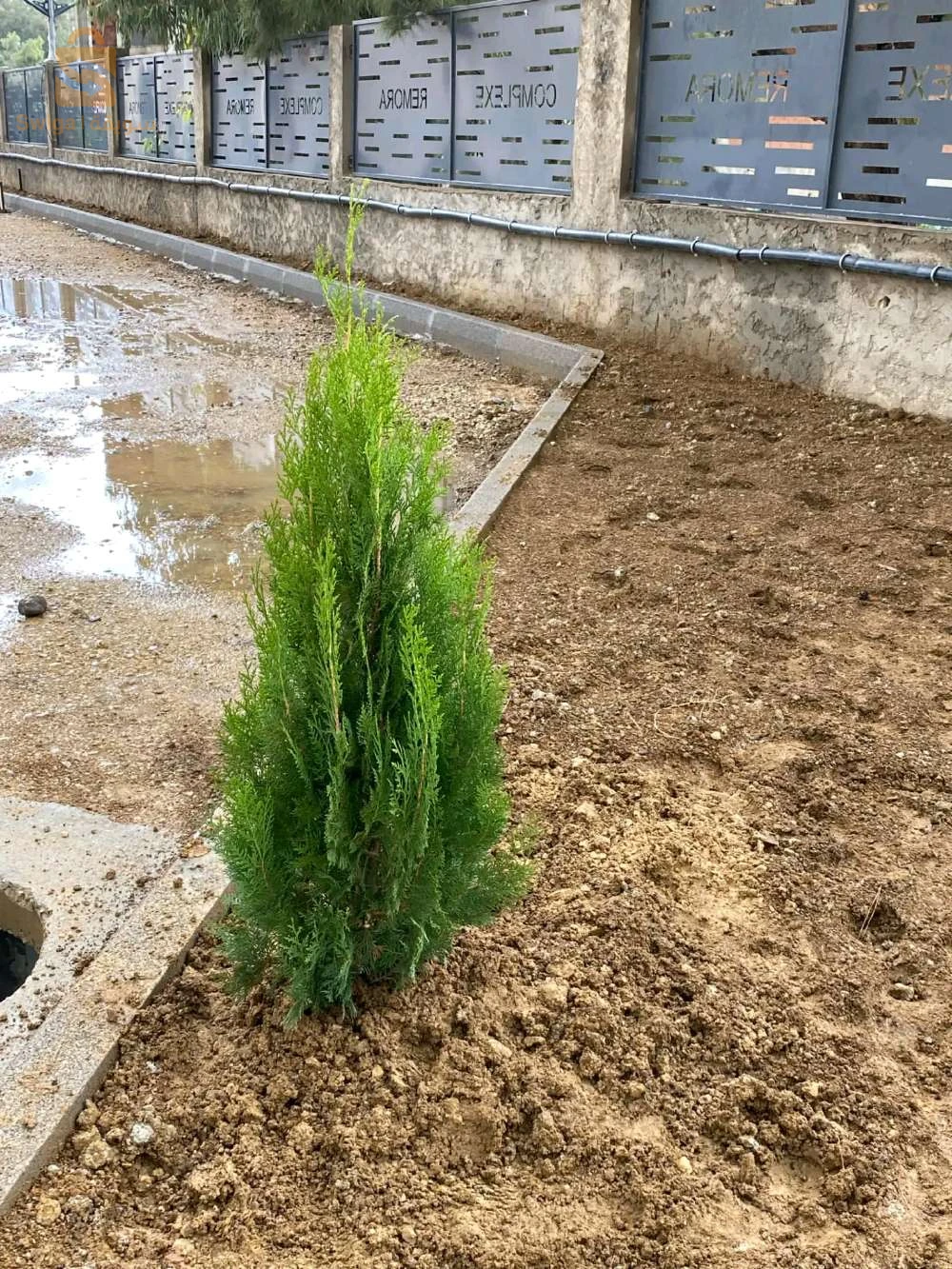 تهيئة المساحة الخضراء و بيع اشجار الفوكيه و التزين