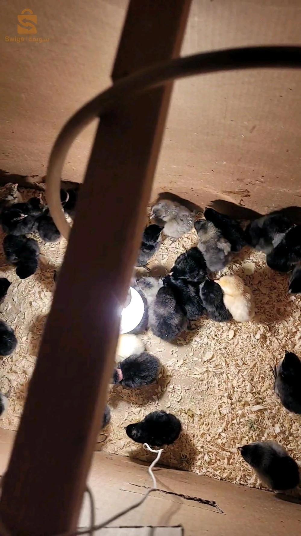 à vendre des poussin 🐤 croisé