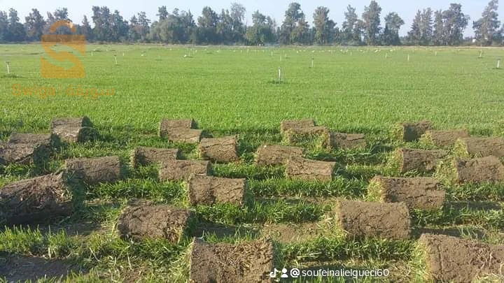 تهيئة المساحة الخضراء و بيع اشجار الفوكيه و التزين