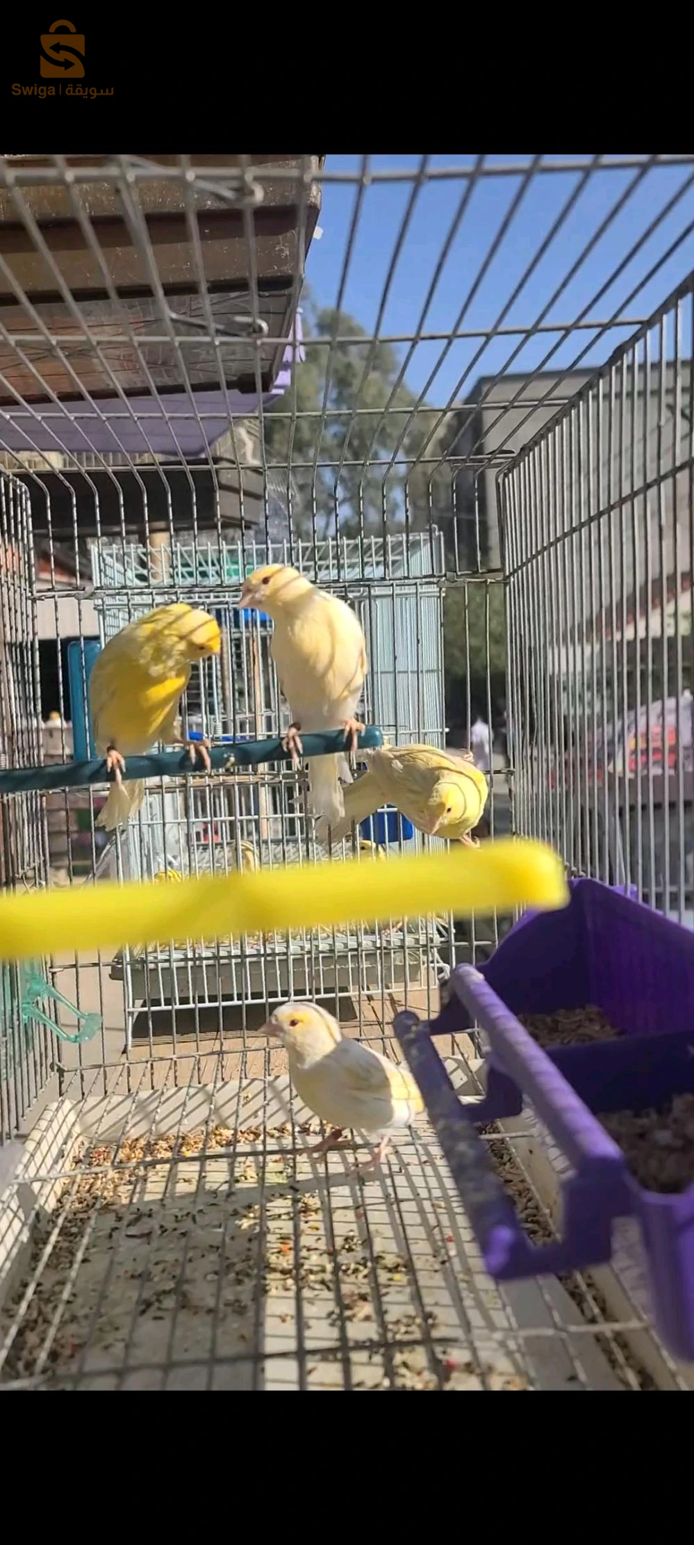 فروخى ساتيني موزايك و ساتيني جون أنطونسيف