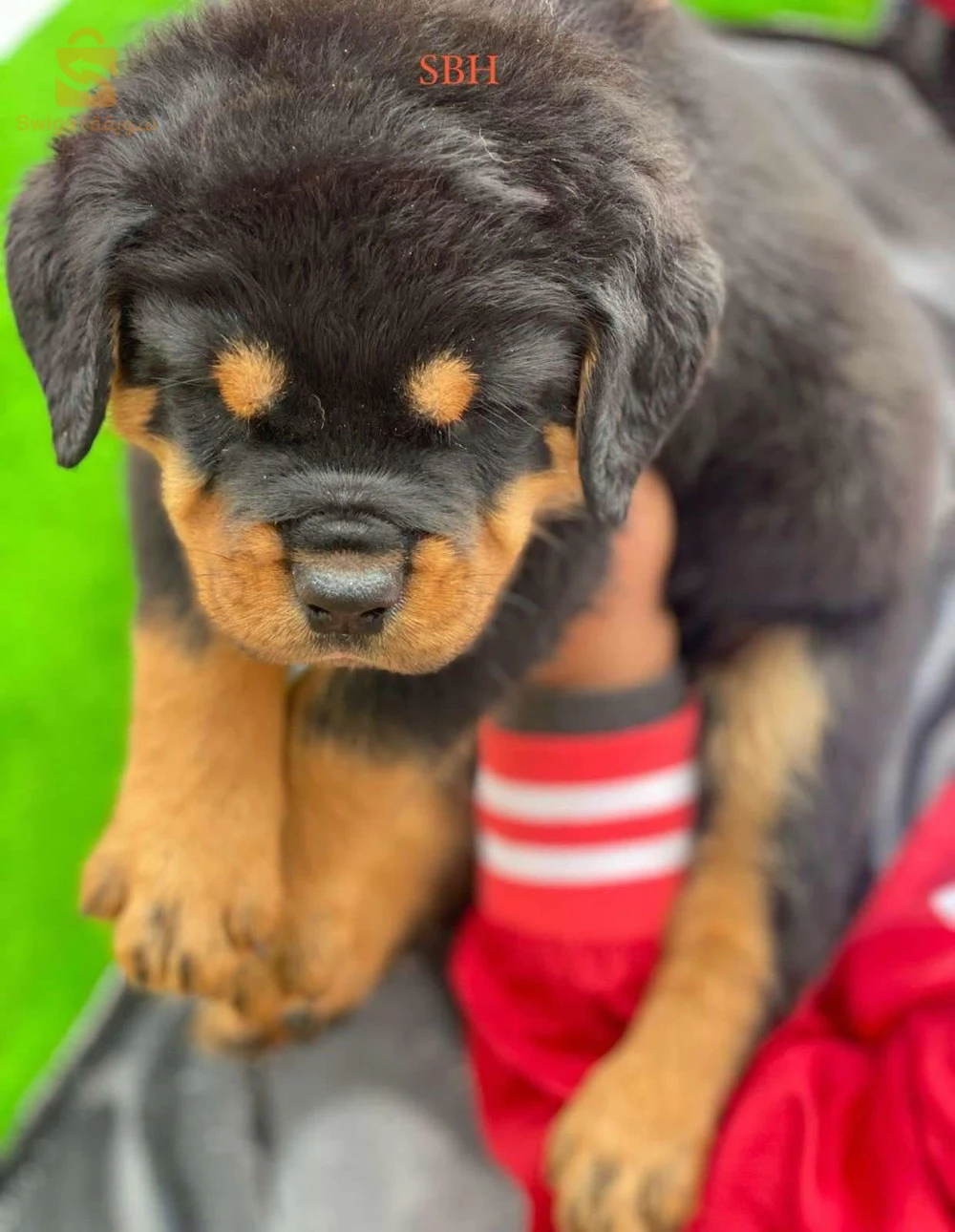 rottweiler