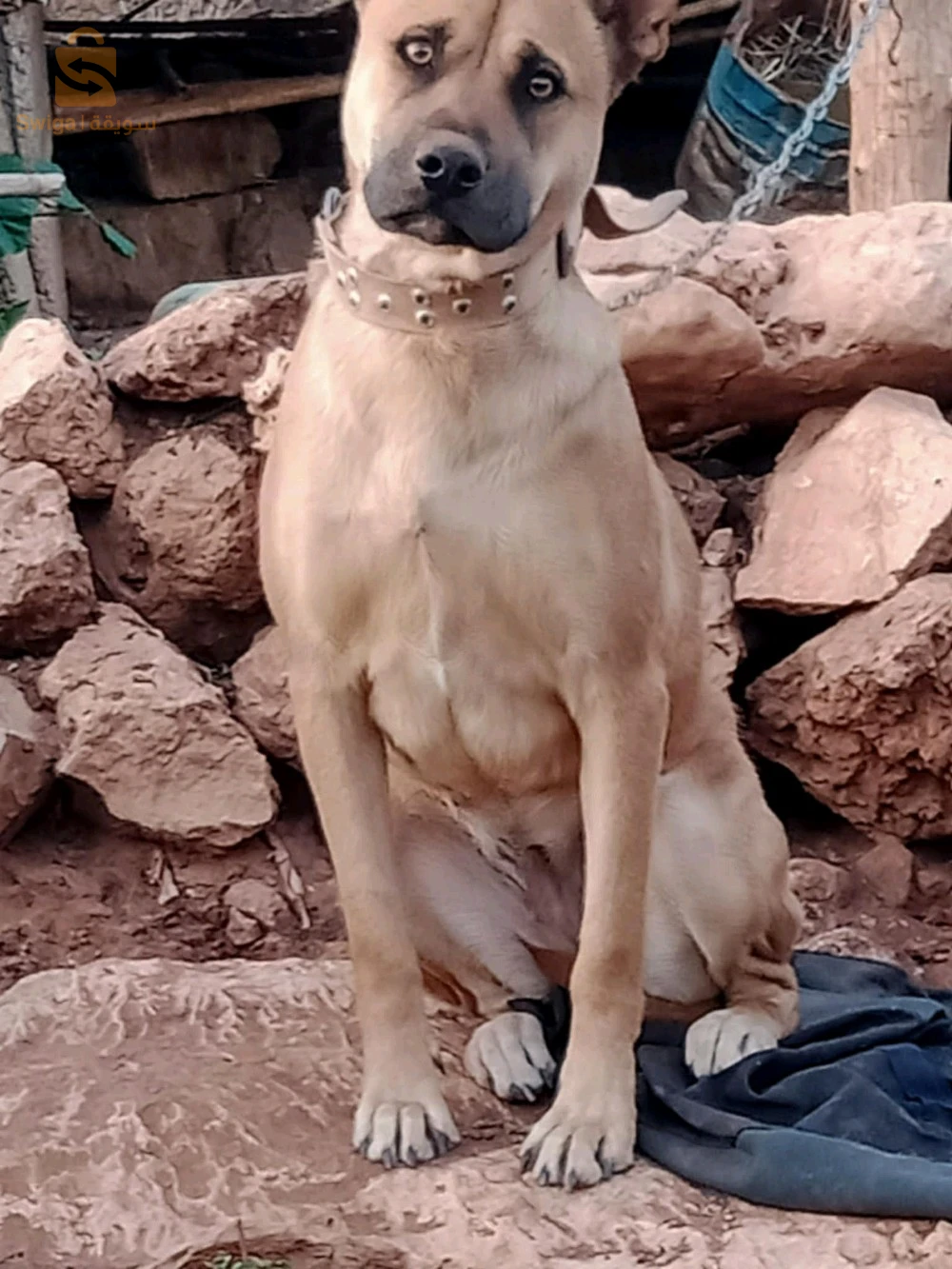 كلب فومالا صطاف