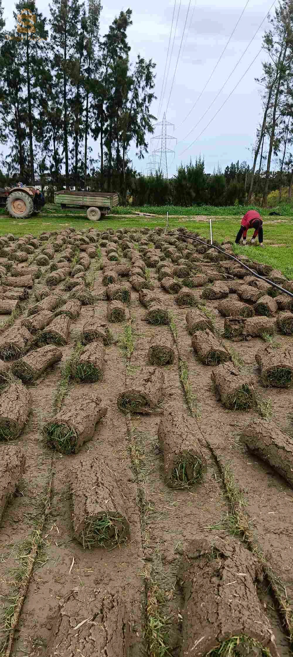 تهيئة المساحة الخضراء و بيع اشجار الفوكيه و التزين