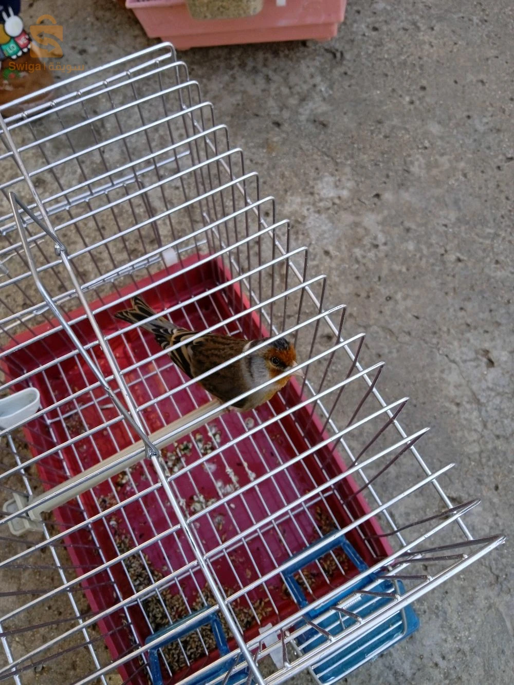 مستويات ما شاء الله زوج حبات واحد عنده 8 اشهر. واحد 5 اشهر ونصف رقم الهاتف : 0794877974