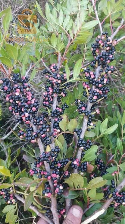 زيت الضرو لجميع الامراض  وخاصة التهابات الحلق والحروق