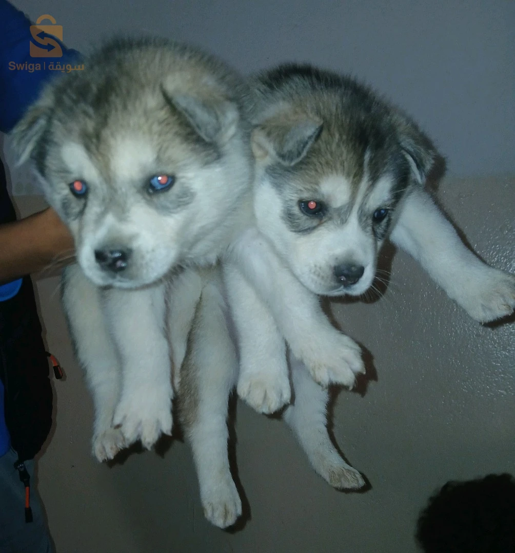 chiot husky mâle