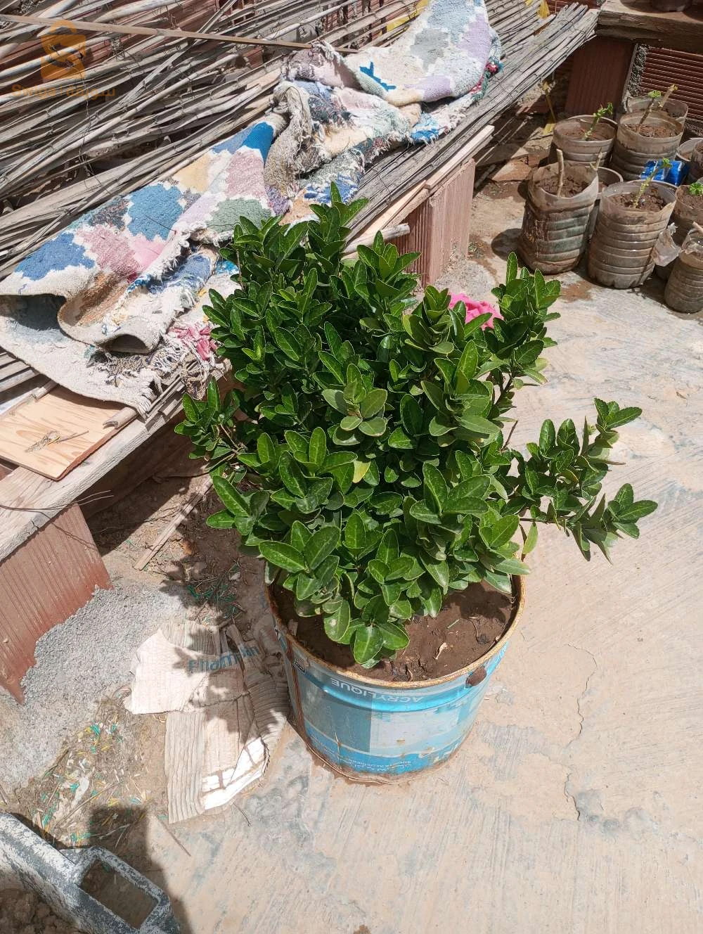 باتنة