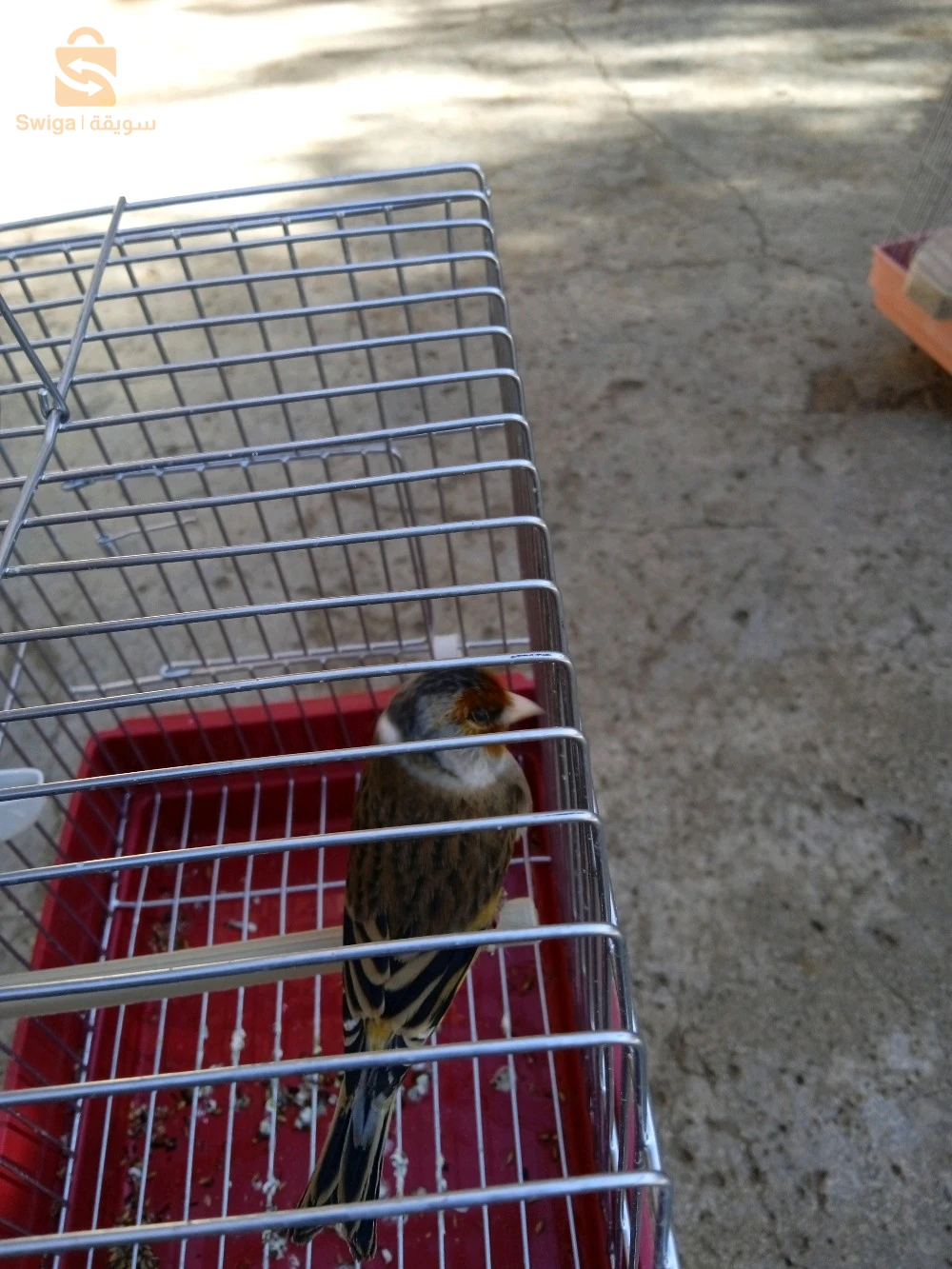 مستويات ما شاء الله زوج حبات واحد عنده 8 اشهر. واحد 5 اشهر ونصف رقم الهاتف : 0794877974