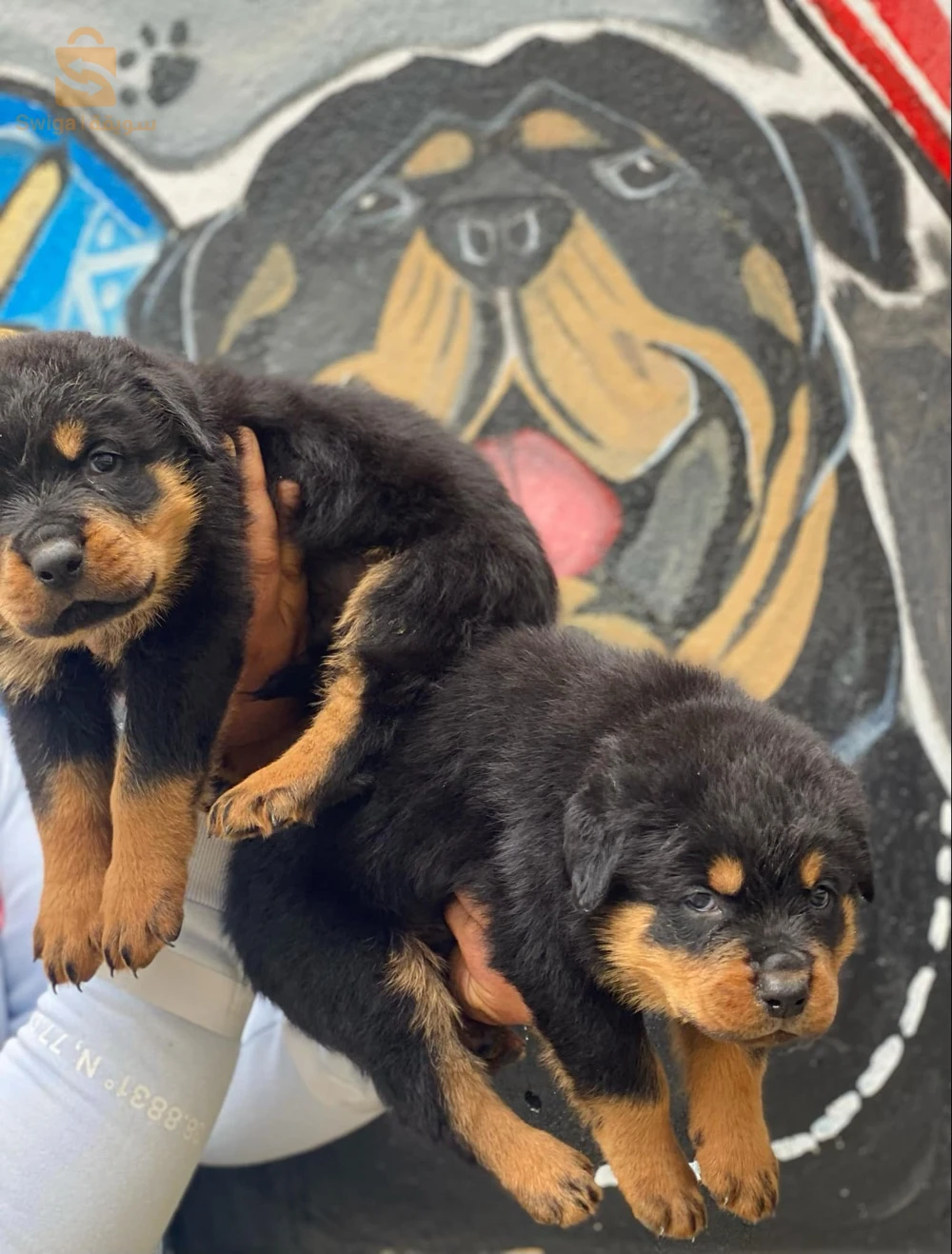 rottweiler