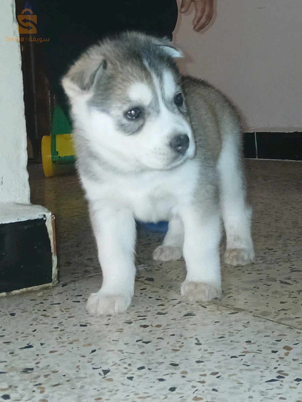 chiot husky mâle