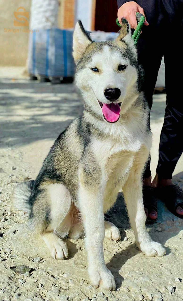 husky