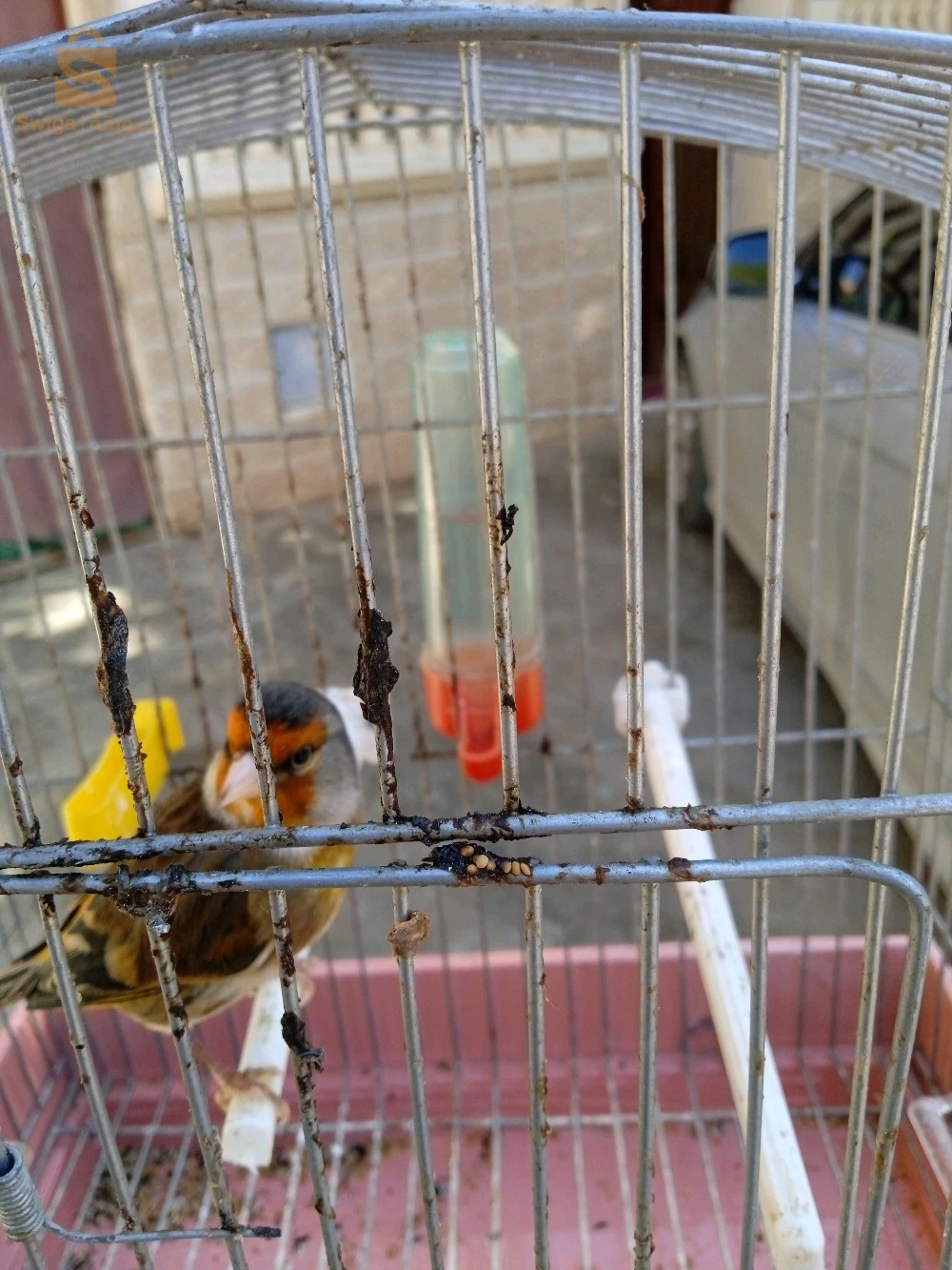 مستويات ما شاء الله زوج حبات واحد عنده 8 اشهر. واحد 5 اشهر ونصف رقم الهاتف : 0794877974