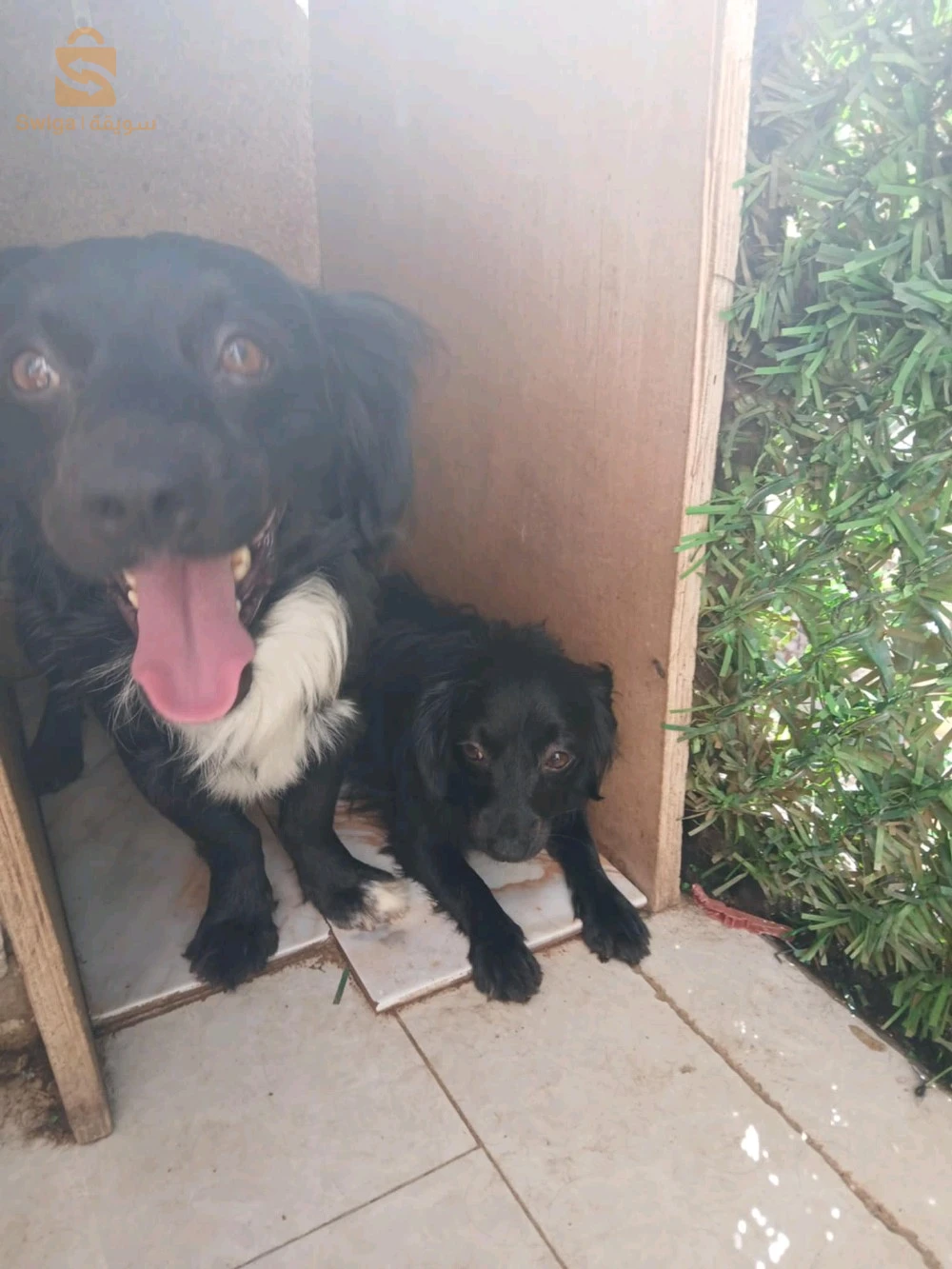 chiens berger australien miniature a vendre