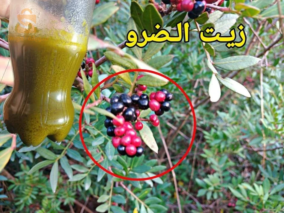 زيت الضرو الأصلي الطبيعي 100% بنوعيه اليدوي و المعصرة