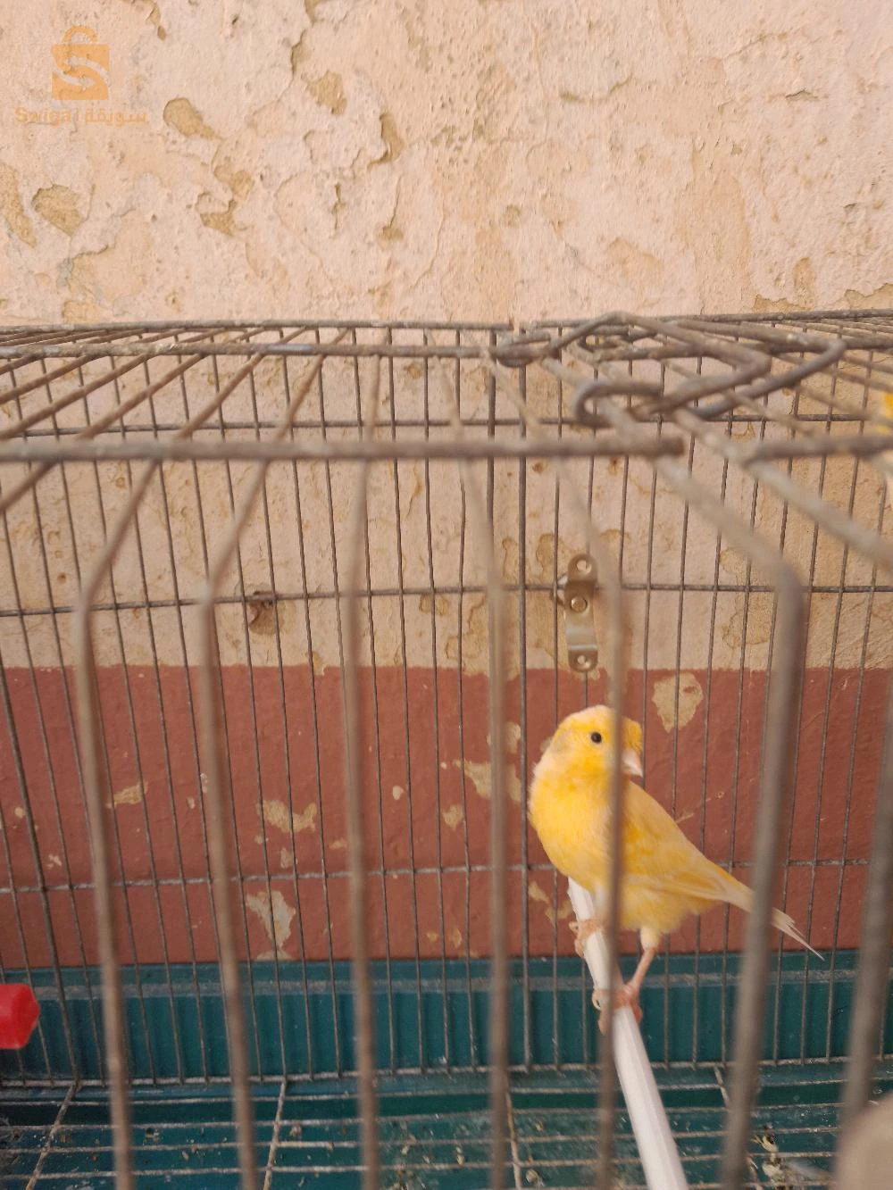 تيارت