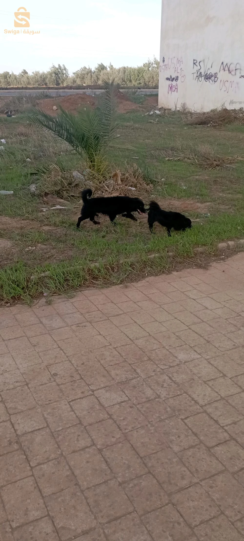 chiens berger australien miniature a vendre