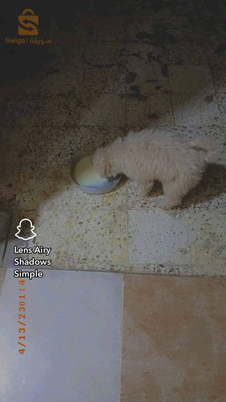 caniche bichon maltais et frisé de très bonnes race