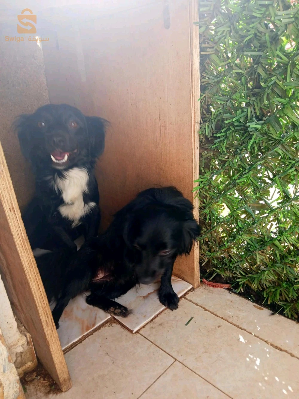 chiens berger australien miniature a vendre