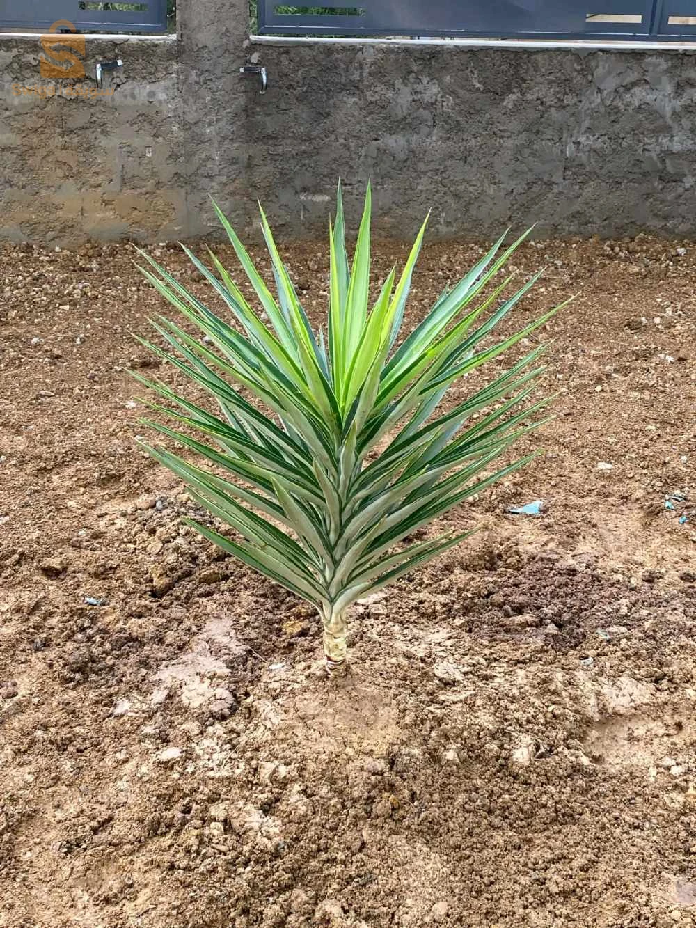 تهيئة المساحة الخضراء و بيع اشجار الفوكيه و التزين