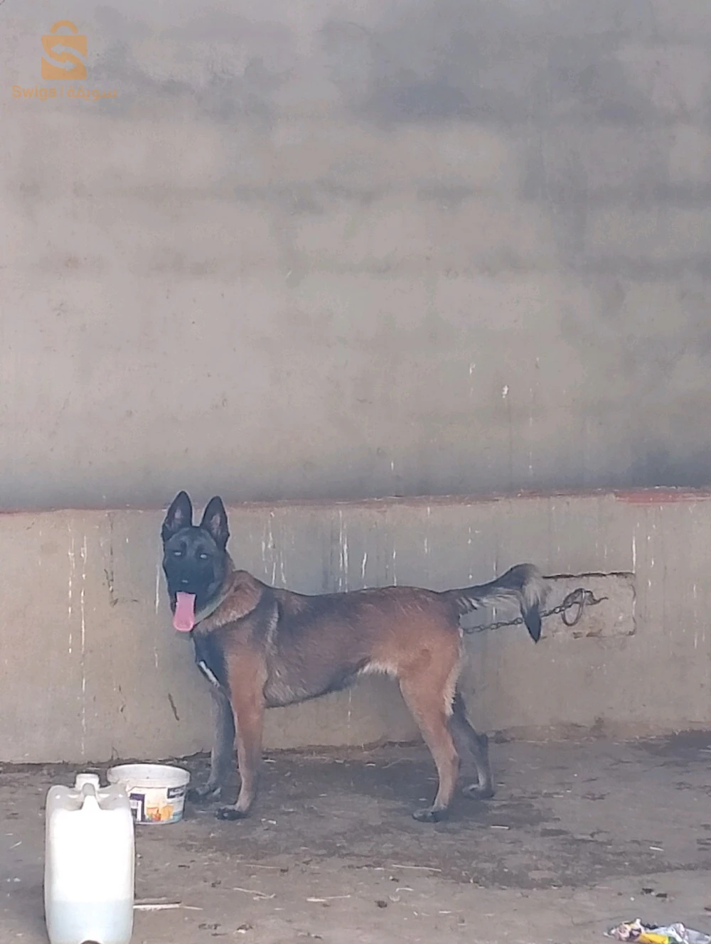 فومال عندها سمانة ملي كوبلات