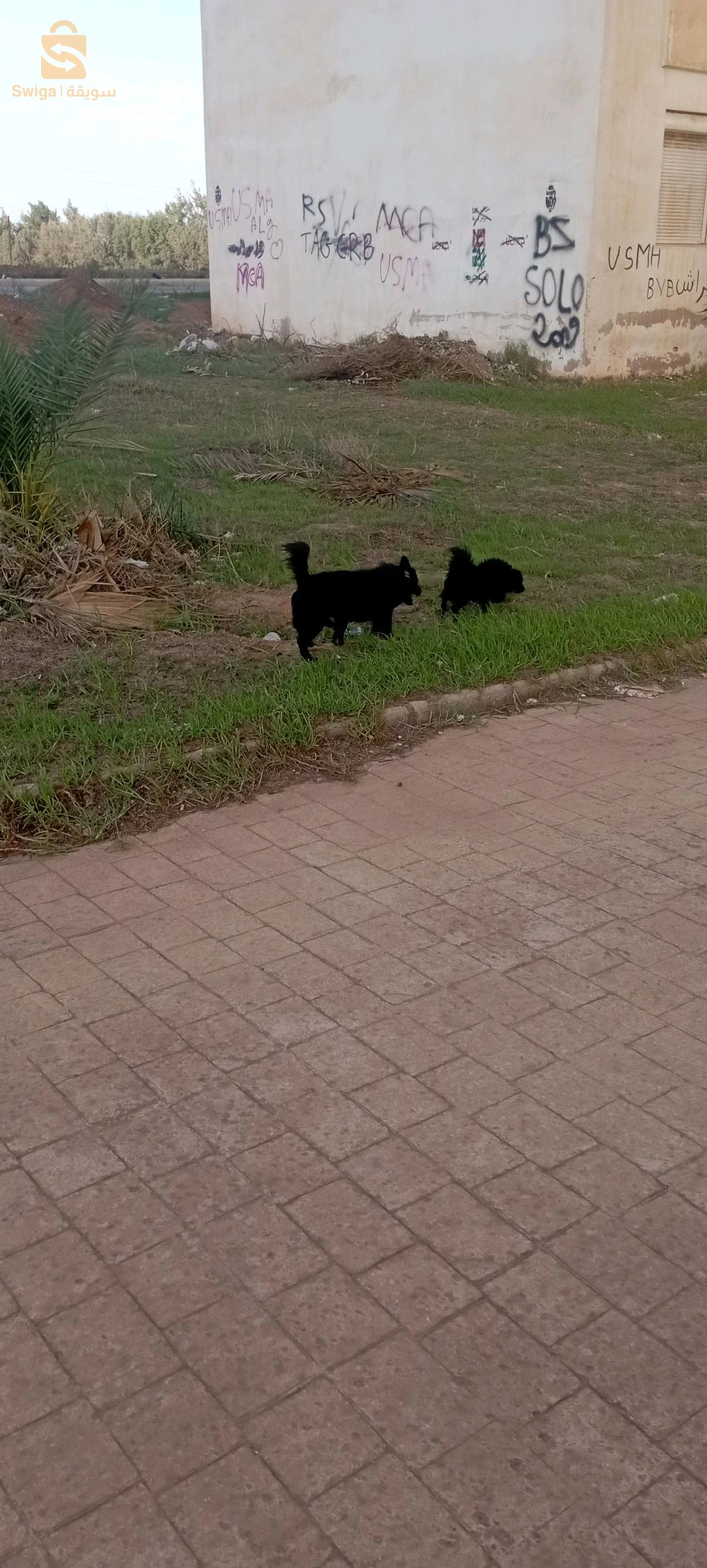 chiens berger australien miniature male et femelle