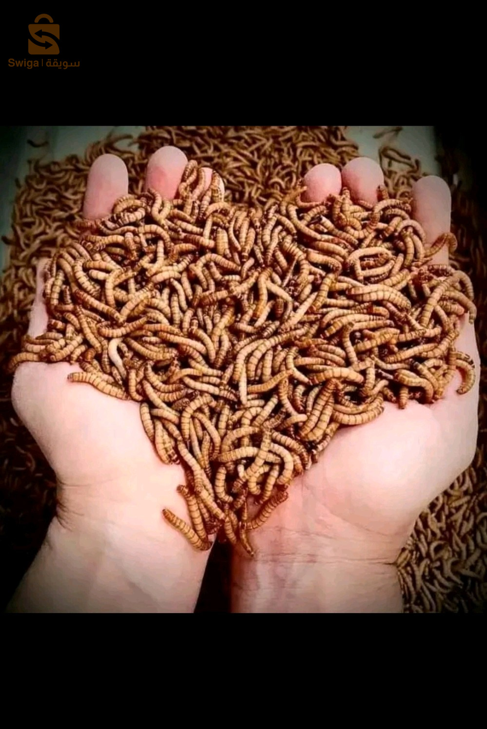 دود القبابي - الخنفوس