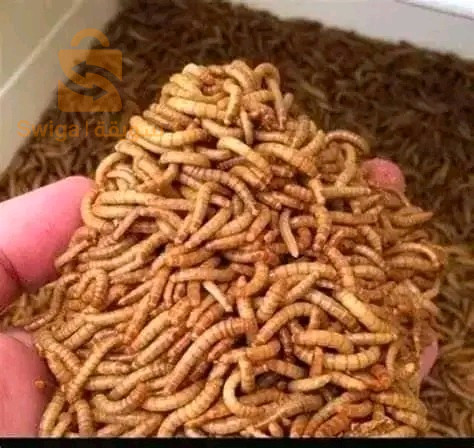 دود القبابي - الخنفوس