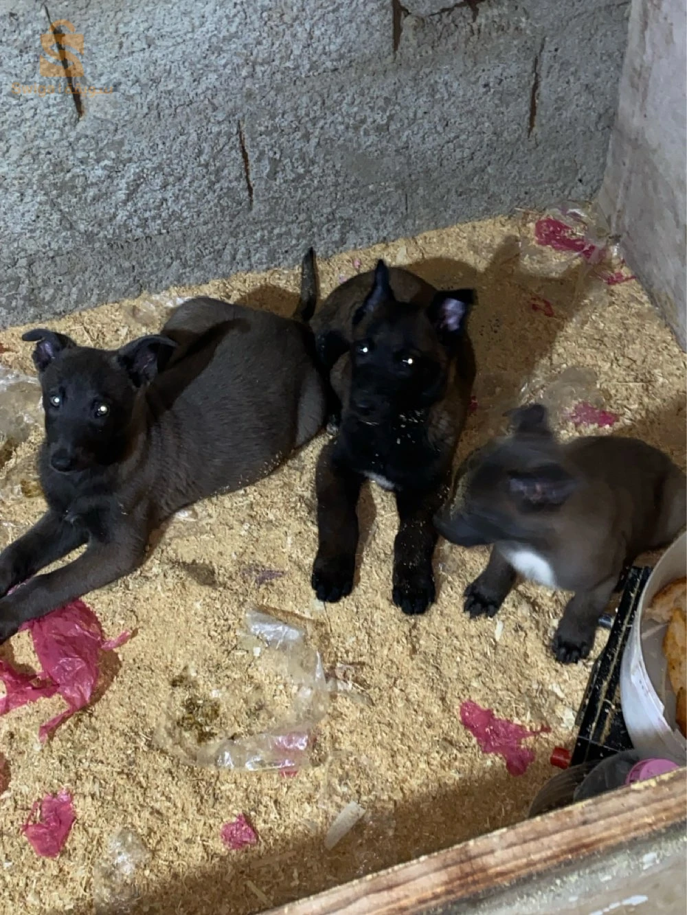 chien malinois charbonne
