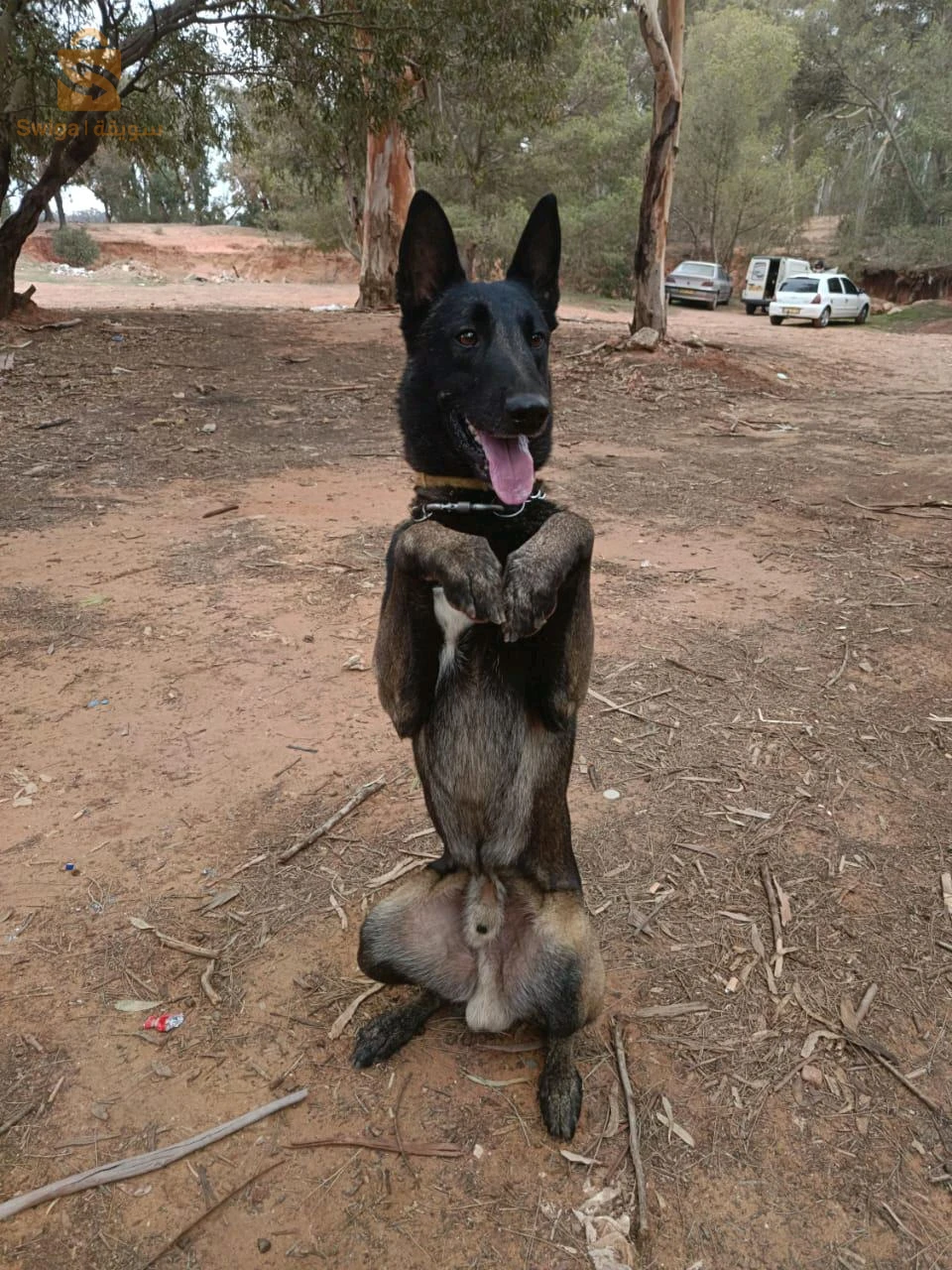 Mal malinoi b carné de vaccin dressage :
1_aci 2_couche 3_pas bougé 4_ mort 5_attention 6_attaque 7_deux pat 8_aboi 9_cherche _10_ garde 11_ zigzag 12_milieu avons arrière 13_marche ou pied 14_marche entre pied 15_ Lâche 16_pas touché 17_Non 18_marche arrière
19 _ Lagarde mettre aci Aboi 20_ couché Aboi 21_ 2 pat Aboi