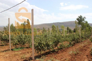 Poteaux agricoles et poteaux de cltures