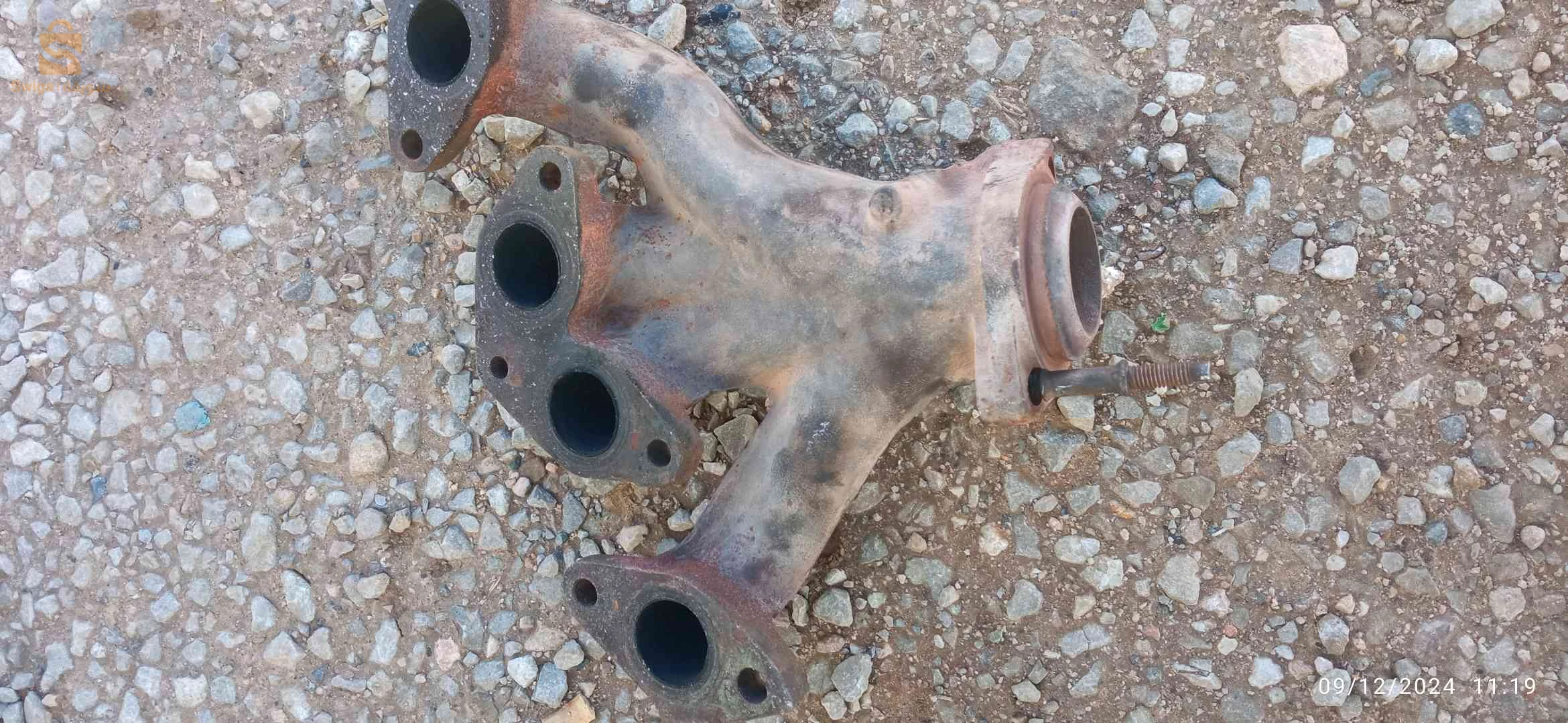 صور الغزلان
