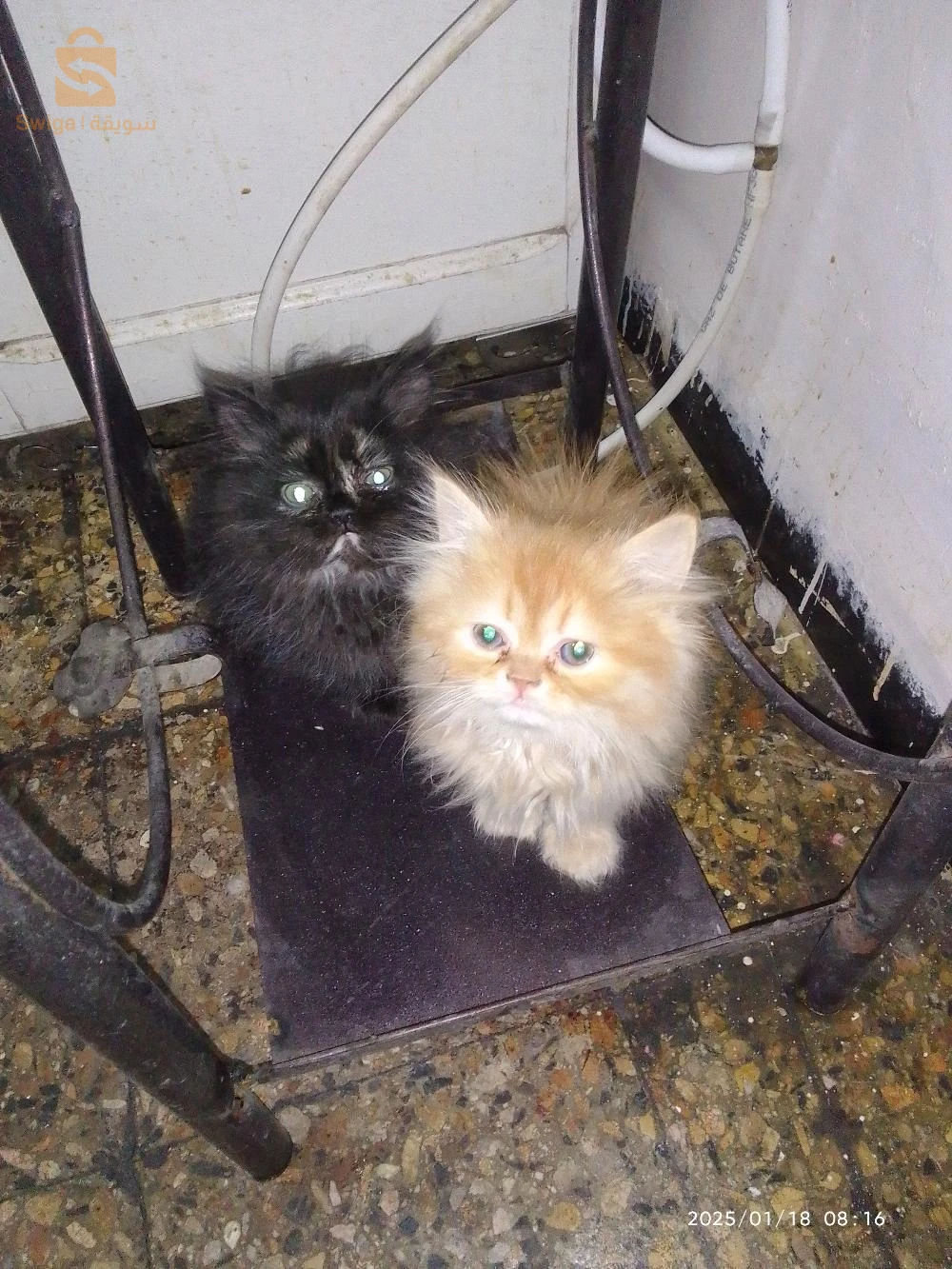 شيرازي بانسي