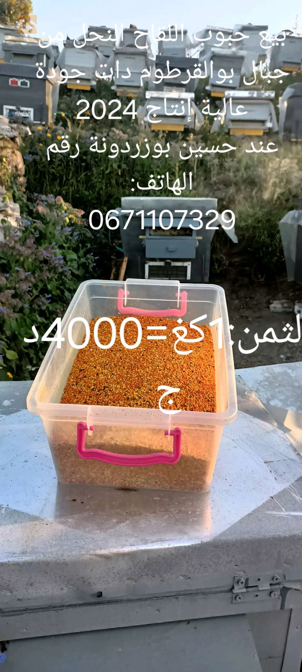 حبوب اللقاح
