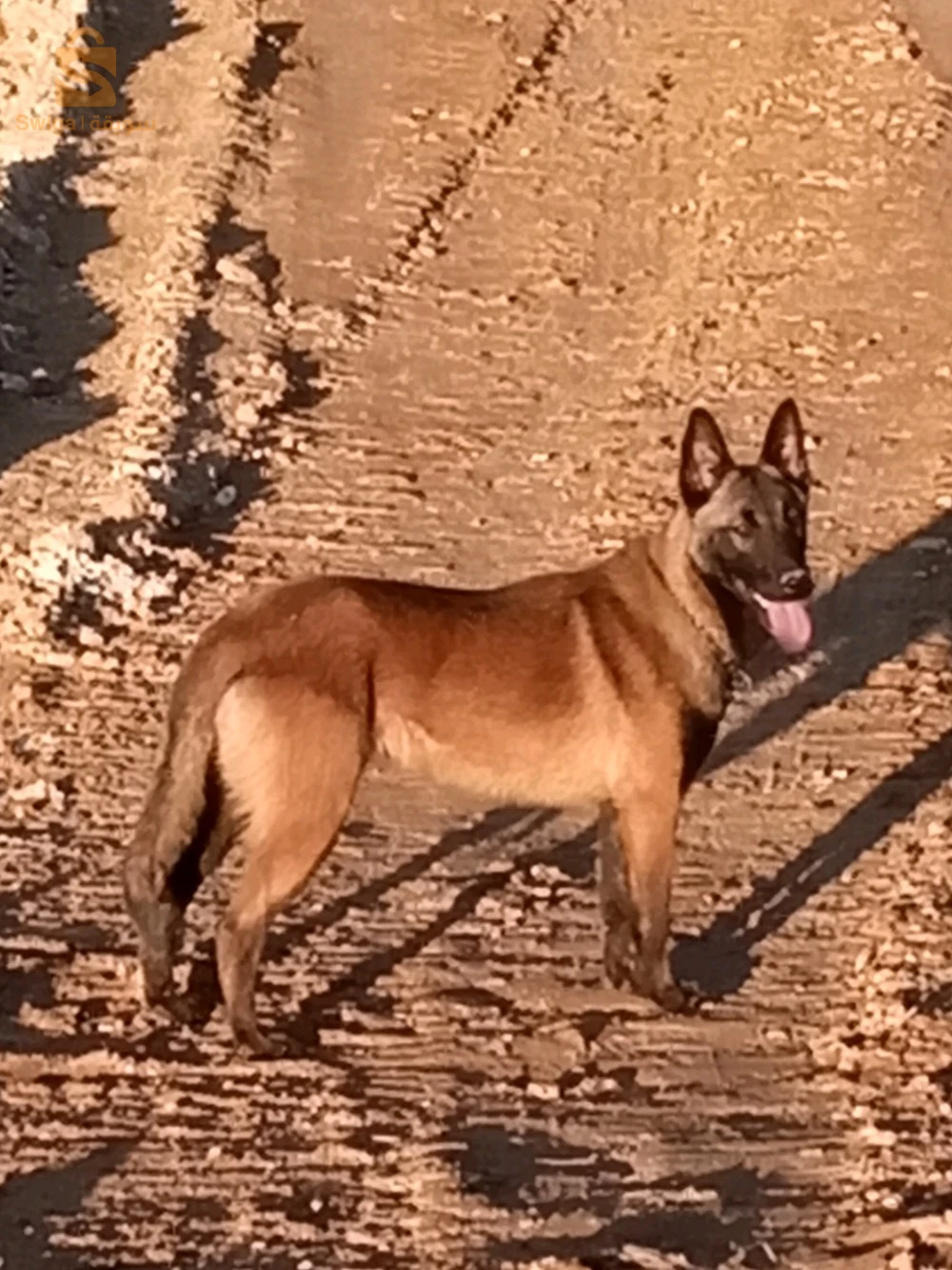 كلب لبيع  6شهور