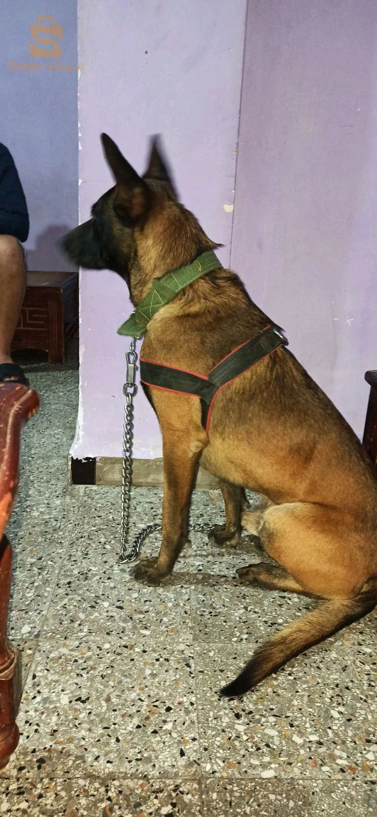 malinois charbonnè