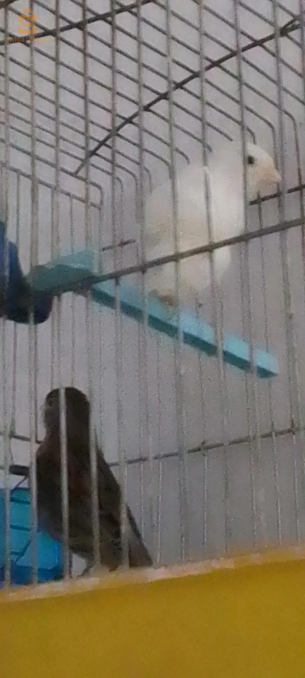 كناري