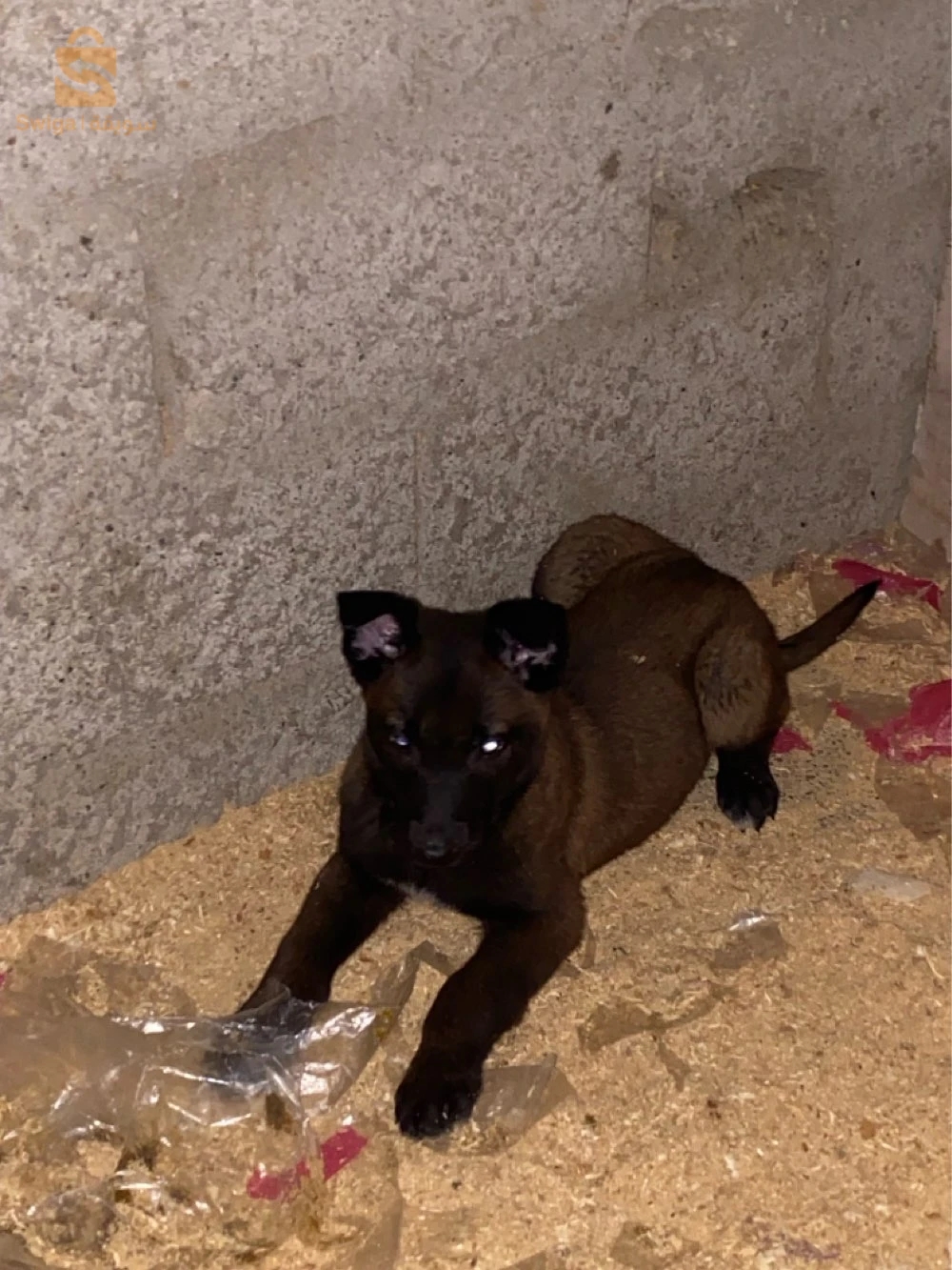 chien malinois charbonne