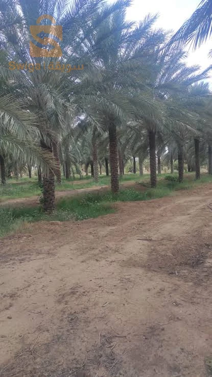 للبيع جنانات نخيل دقلة نور بضواحي ولاية بسكرة لغروس طولقة فوغالة....الخ