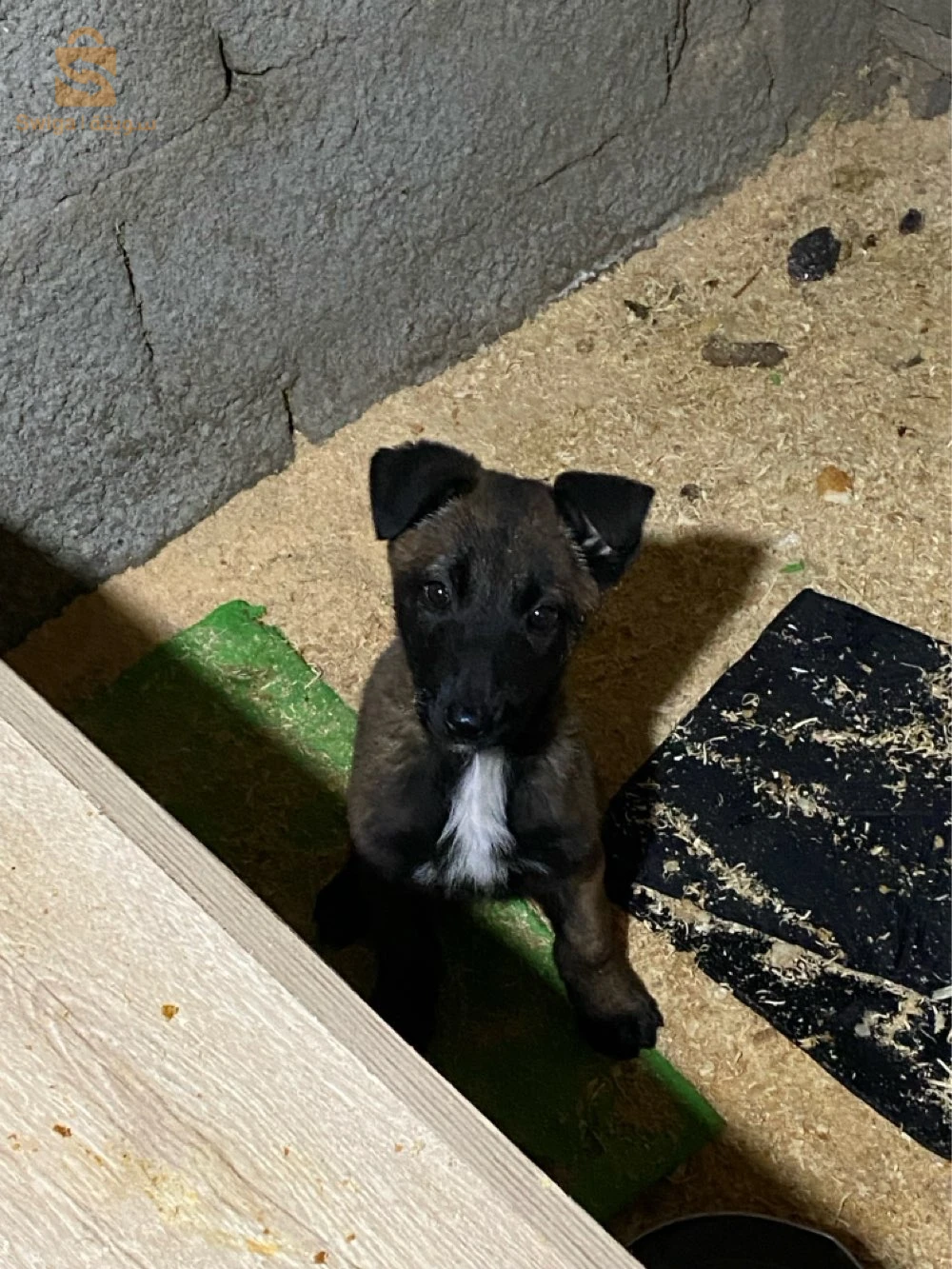 chien malinois charbonne