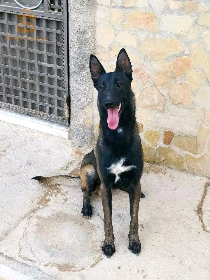 Mal malinoi b carné de vaccin dressage :
1_aci 2_couche 3_pas bougé 4_ mort 5_attention 6_attaque 7_deux pat 8_aboi 9_cherche _10_ garde 11_ zigzag 12_milieu avons arrière 13_marche ou pied 14_marche entre pied 15_ Lâche 16_pas touché 17_Non 18_marche arrière
19 _ Lagarde mettre aci Aboi 20_ couché Aboi 21_ 2 pat Aboi