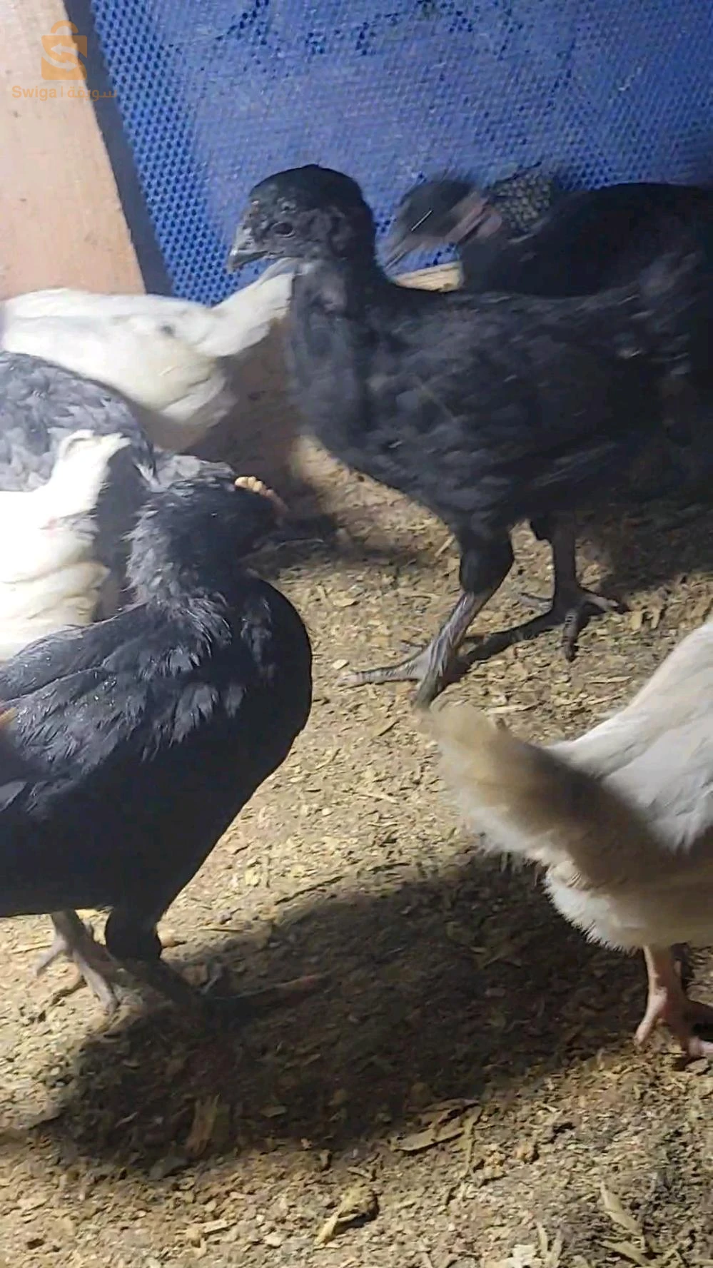 poussain croisé playmouth rock et australop 
l'âge :1 moi