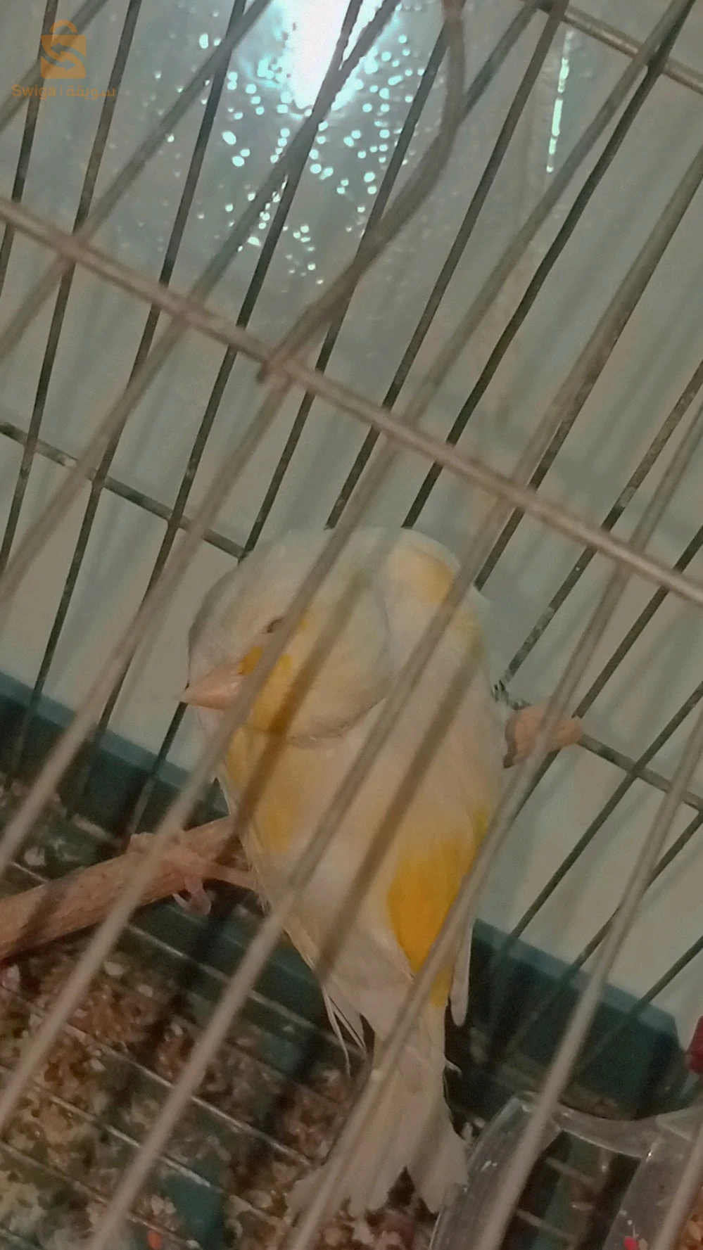 فومالا كاناري زيو Rouge 
واحدة راني عيانا شويا 
سلوم نبيعلك
0556558212