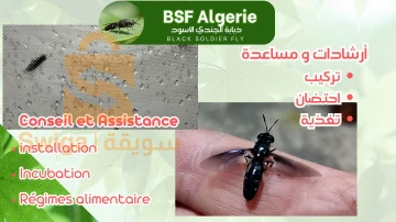 BSF larves