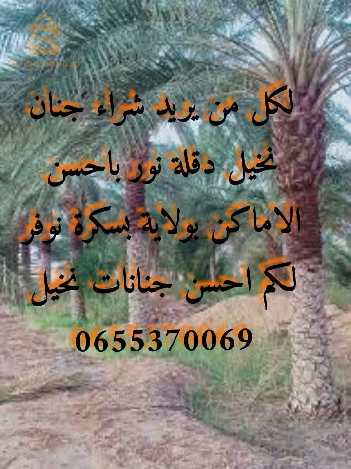 للبيع جنانات نخيل دقلة نور بضواحي ولاية بسكرة لغروس طولقة فوغالة....الخ
