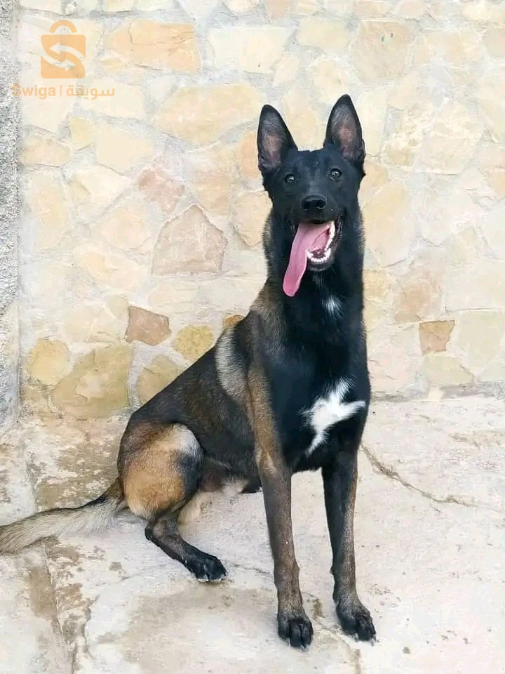 Mal malinoi b carné de vaccin dressage :
1_aci 2_couche 3_pas bougé 4_ mort 5_attention 6_attaque 7_deux pat 8_aboi 9_cherche _10_ garde 11_ zigzag 12_milieu avons arrière 13_marche ou pied 14_marche entre pied 15_ Lâche 16_pas touché 17_Non 18_marche arrière
19 _ Lagarde mettre aci Aboi 20_ couché Aboi 21_ 2 pat Aboi