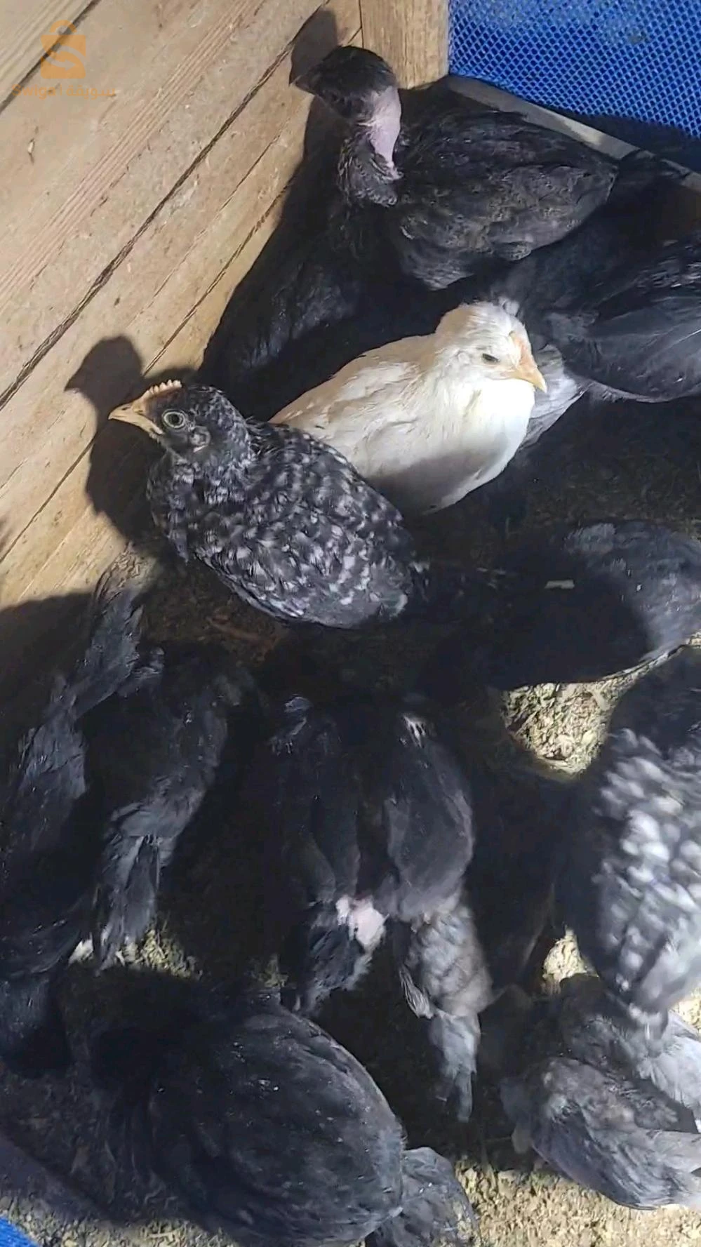 poussain croisé playmouth rock et australop 
l'âge :1 moi