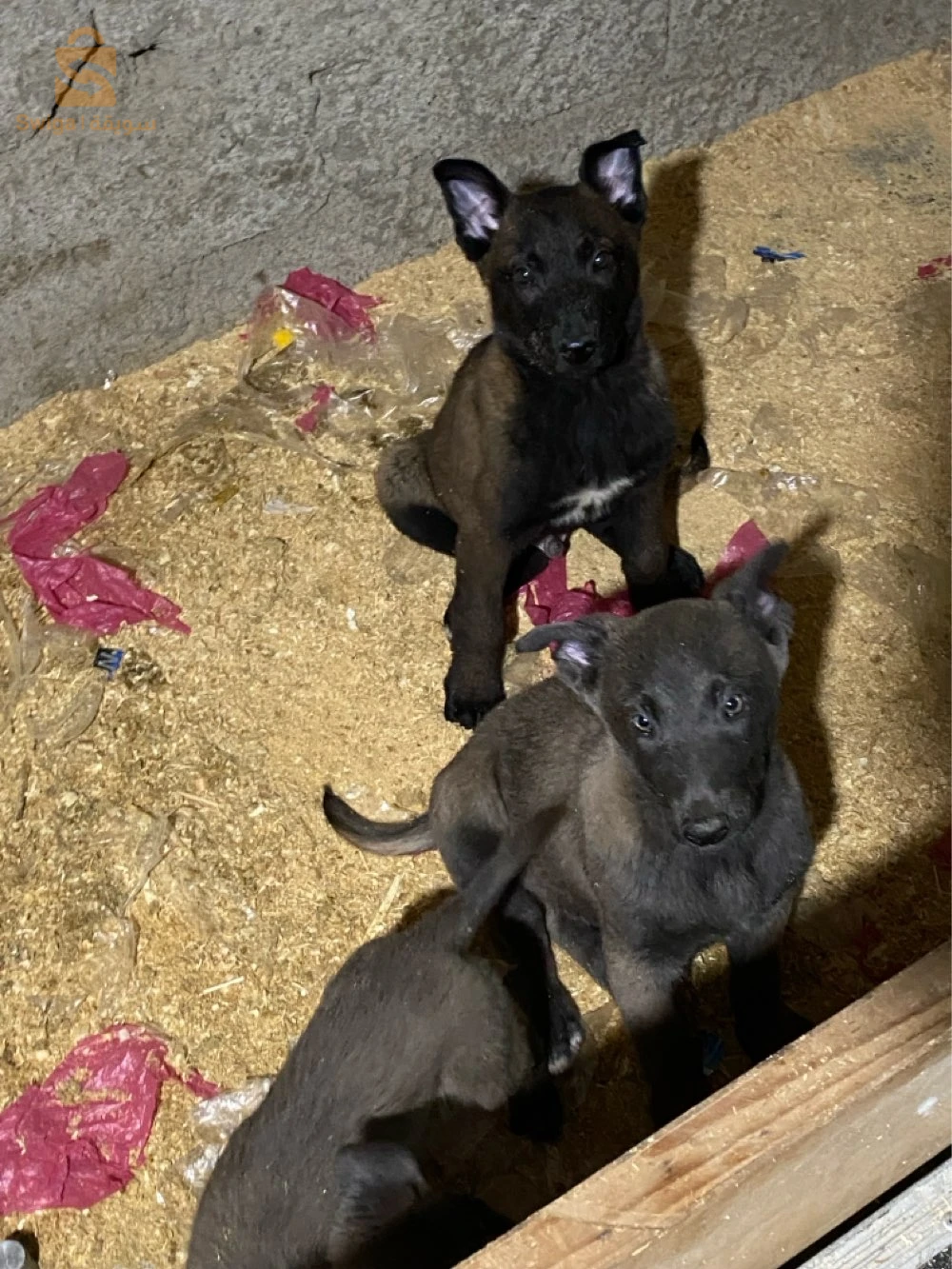 chien malinois charbonne