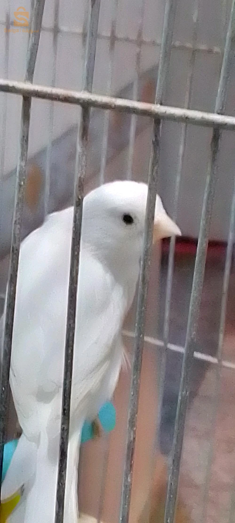 كناري